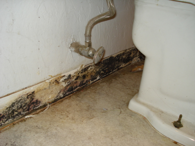 Mold Inspection Options